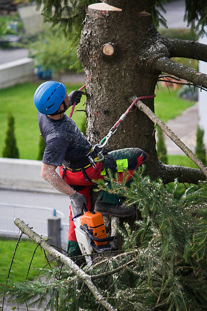 Reliable Newcastle, WA Tree Services Solutions