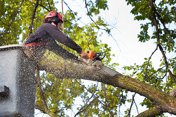 Best Tree Health Inspection  in Newcastle, WA